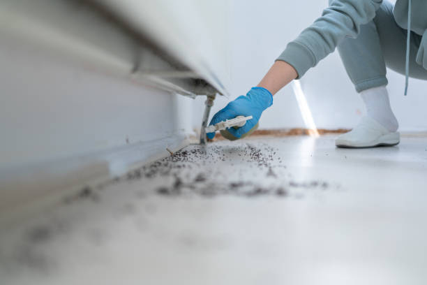 Best Ant Control Services  in Evansdale, IA